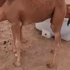 قعود جزر حمر