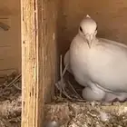 للبيع حمام فرنسي ابيض وسلفر