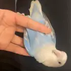 طير روز هدد داخلي