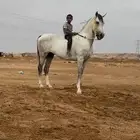 حصان شعبي كفو