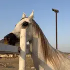 فرس مكس فاخررره
