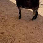 عنز