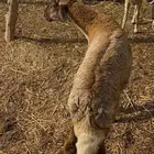 رخل حري فاخره