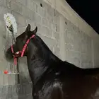 خيل