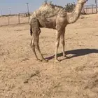 قعود