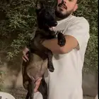 كلاب مالينو