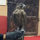 طير تبع