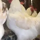 ديك لهمان
