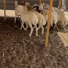 بهم رفيدي