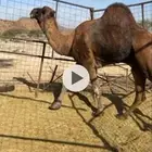 جمل احمر للبيع