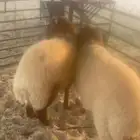 خرفان نعيمي للبيع