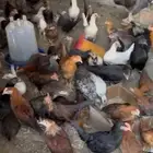 دجاج بلدي