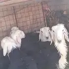 خرفان نجد