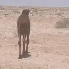 قعود العمر شهرين انباع الله يبارك للي شراه
