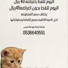 فندقة قطط(ابها خميس مشيط)