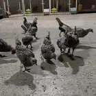 دجاج سبرايت شبابي