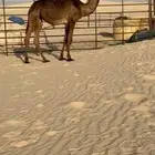 بكرة مجهم طيبه