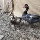 بط مصري للبيع