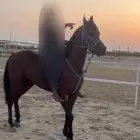 خيل