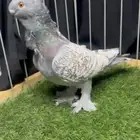 ذكر بلندنيت