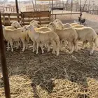 رخال حريه للبيع