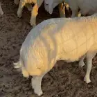 ذبائح طليان ورخال