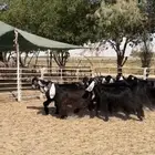 جفار عوارض طيبه