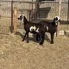 رخال سواكن جذعات توم خوات بعض اللي بيقنا والي بيذبح طيبة