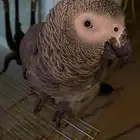 ببغاء كاسكو أليف