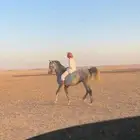 حصان جزيري