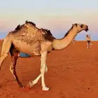 قعود رماني