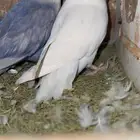 طيور