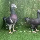 جوز بيوتي هومر