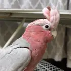 ببغاء كوكاتو قالا روز