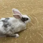 أرنب للبيع