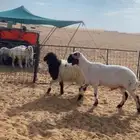 خروف نعيمي للبيع