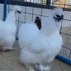 دجاج قطني
