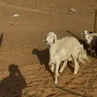 خروف حري من حرش الطايف السن ثني غير مشروط جرم وظهر وطرف