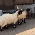 غنم صنف