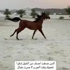 مهر الحد 3500 شرط كامل