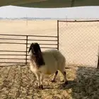 للبيع شاه طيبه سنها سديس وشرط الدفيع