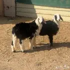 بهم نجد وبهم حري للبيع