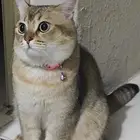 قط ضائع ولمن يجده مبلغ مالي بسيط