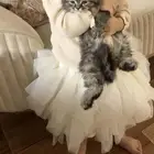قطط للبيع عاجل