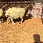 نعيم دفييع واصل