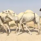 ضروبه عشراء