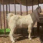 اللبيع معزا مشروكات كفو نوادر