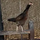 دجاجة باكستانية