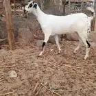 جفرة فاخره ماشاء الله تبارك الله العمر 4شهور الا 5