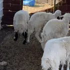 رخال